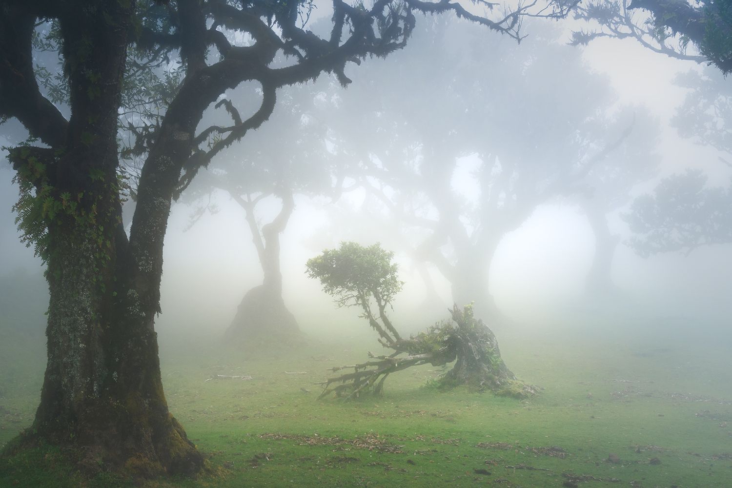 A small and bent tree in a misty clearing