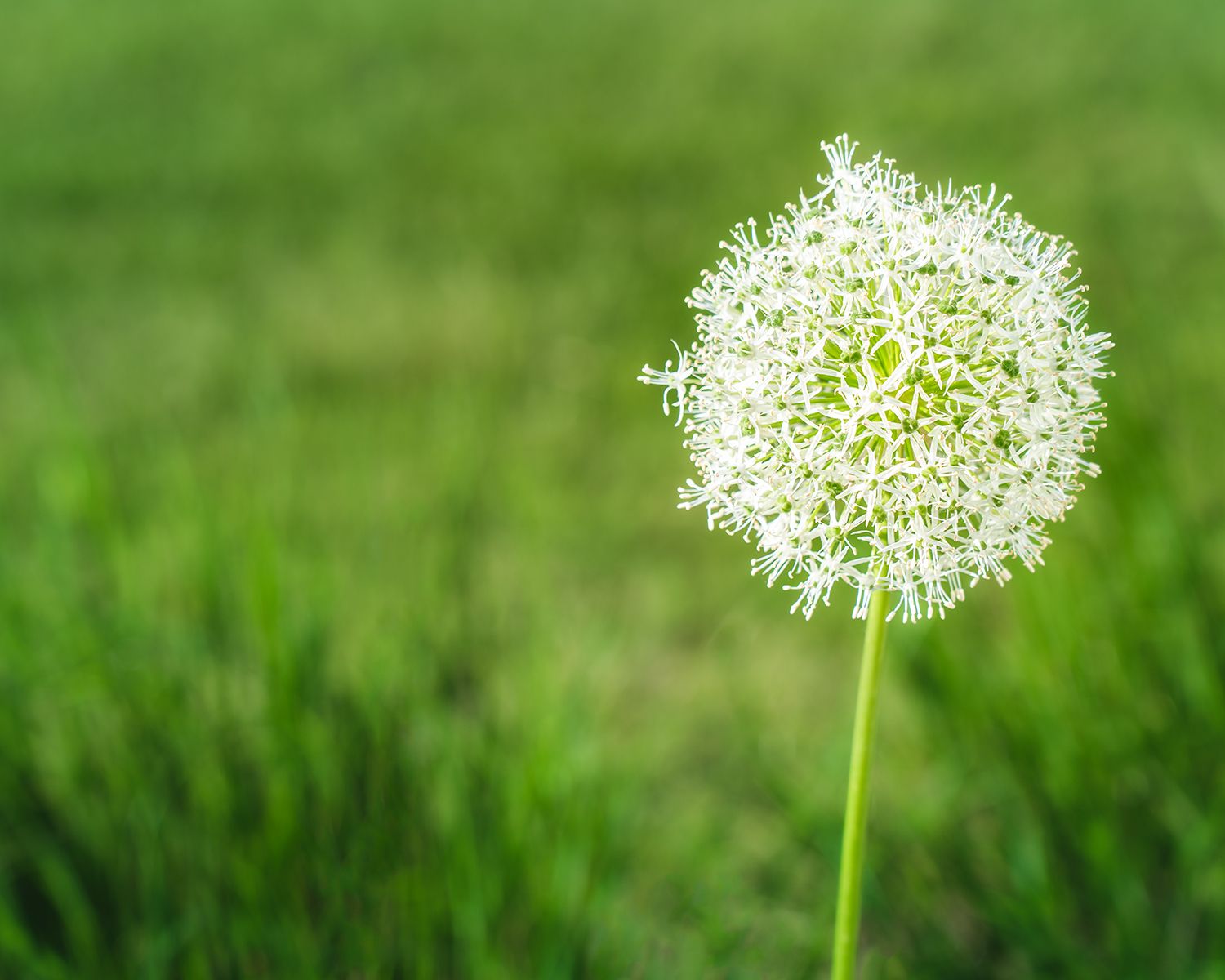 Minimal scene with white allium in spring