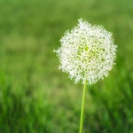 Minimal scene with white allium in spring