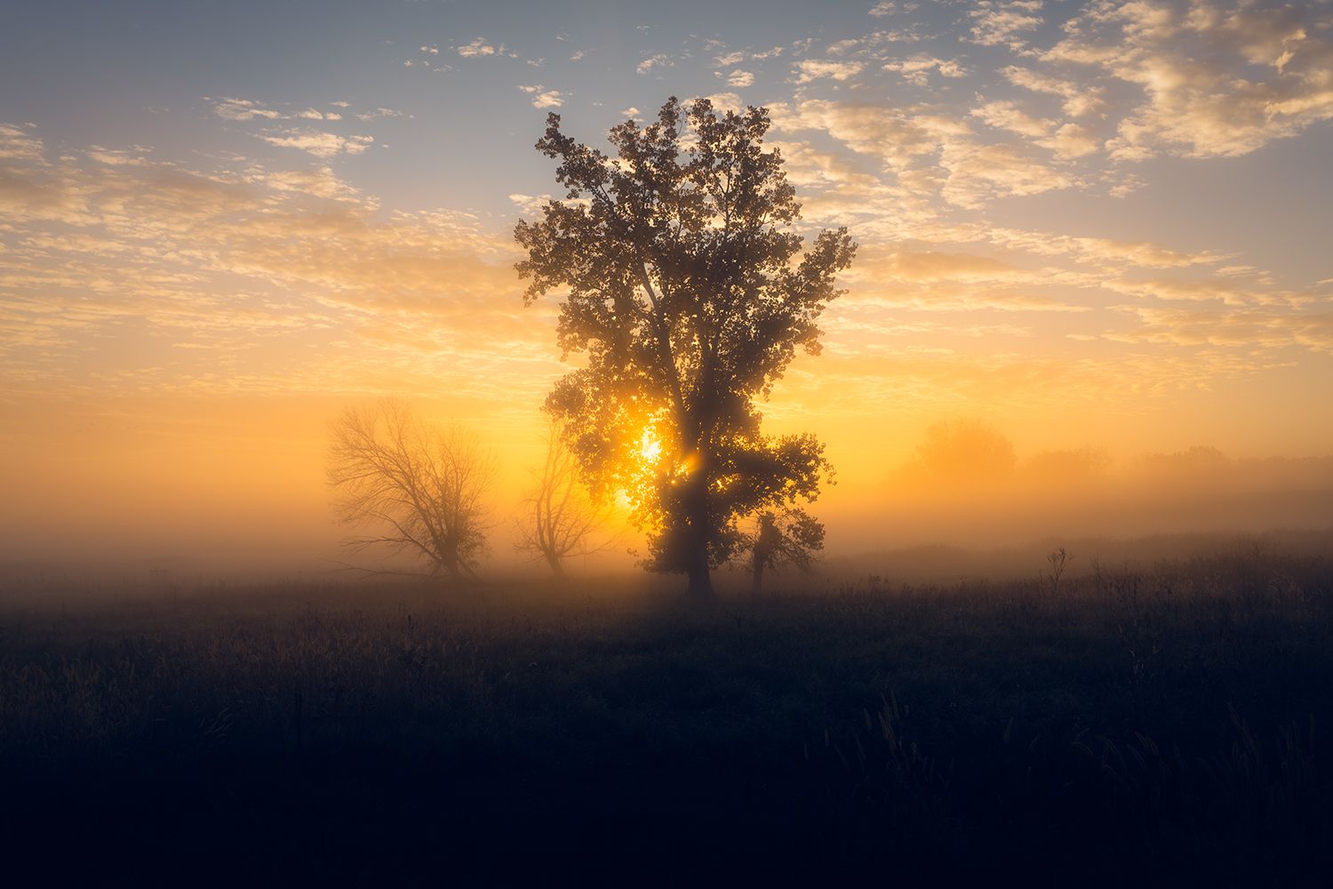 A tree in the mist of the river valley with sun rays bursting through