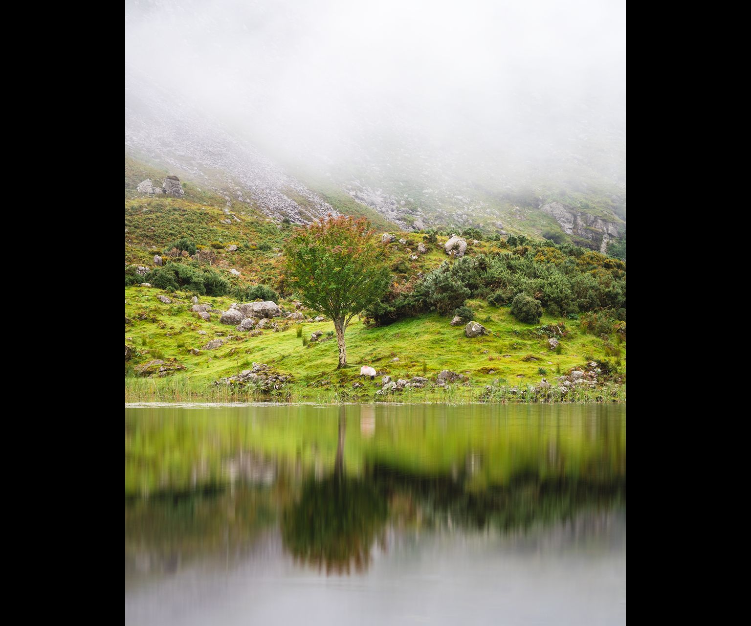 A tree with sheep from across a lake with fog in the background