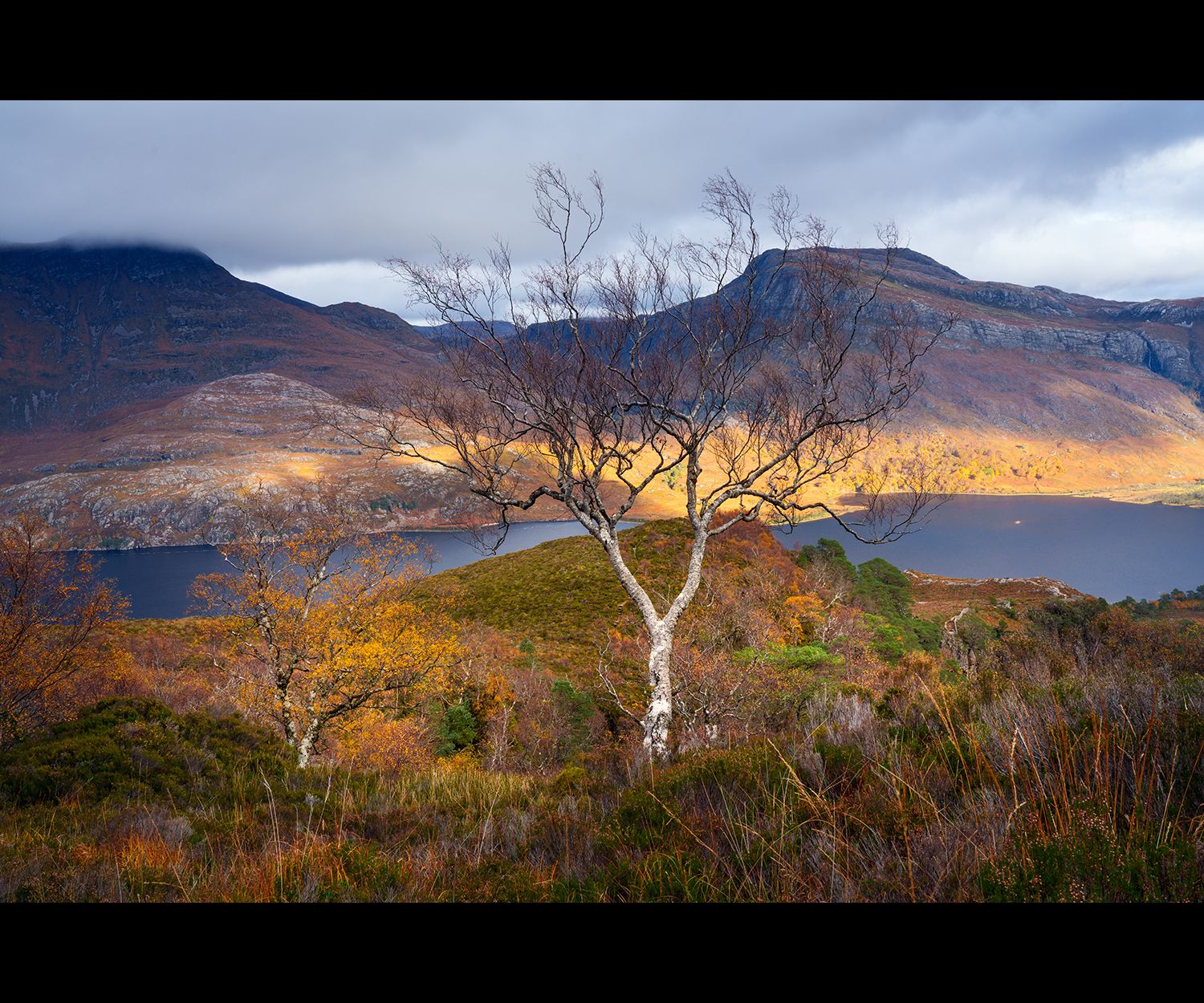 Central tree above autumn hued grasses and heather, with backdrop of a large Scottish loch and light on the mountains