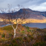 Central tree above autumn hued grasses and heather, with backdrop of a large Scottish loch and light on the mountains