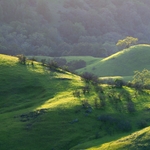 Rolling green hills in spring bathed in light. A few trees dot the hills and they feature vibrant green leaves.