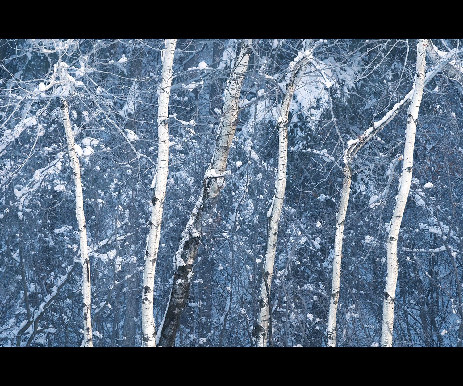 Bright white trees against a dark blue snowy backdrop