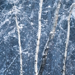Bright white trees against a dark blue snowy backdrop
